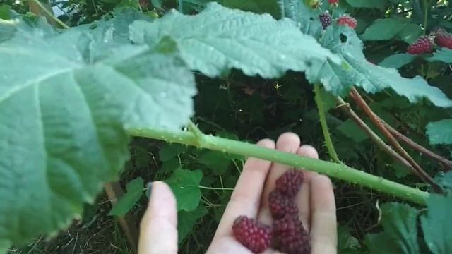 Ежемалина Тайберри смотреть онлайн