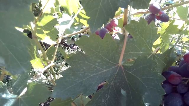 Ранние проверенные,надежные сорта винограда Память учителя и Заря несветая на 05.08 смотреть онлайн