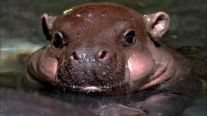 Карликовый бегемот