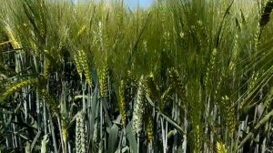 Май. Изучаем зерновые культуры.