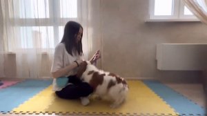 Как приучить собаку к шлейке/ошейнику?