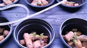 Где лучше выращивать перцы, на гидропонике или в грунте. Мой опыт.