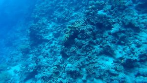 Красное море__погружение_кораллы (1)