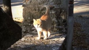 Что будет если обрезать коту усы