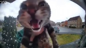 Кот зачитал битбокс