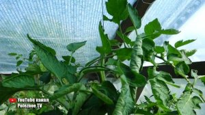 НЕОБЫЧНО ВКУСНЫЕ И КРАСИВЫЕ ТОМАТЫ ПОД НАЗВАНИЕМ ЯПОНСКИЙ ТРЮФЕЛЬ