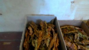 Хранение Табака зимой, лист и нарезка.