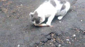 Моему коту подфартило слопать жирного окуня