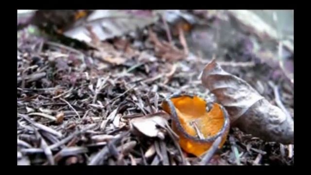 Spring Orange Peel fungus spore liberation смотреть онлайн