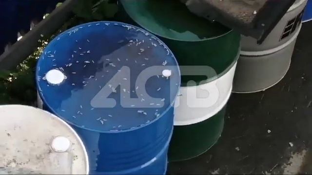 С территории предприятия в Новоалександровске вытекают реки крови и расползаются опарыши смотреть онлайн