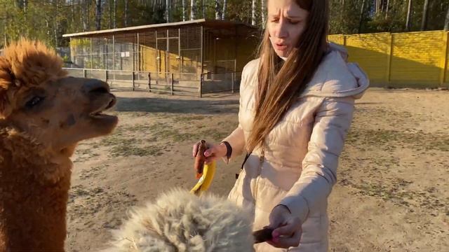 Обзор парка животных Натюрлих. Агроусадьба возле Баранович смотреть онлайн