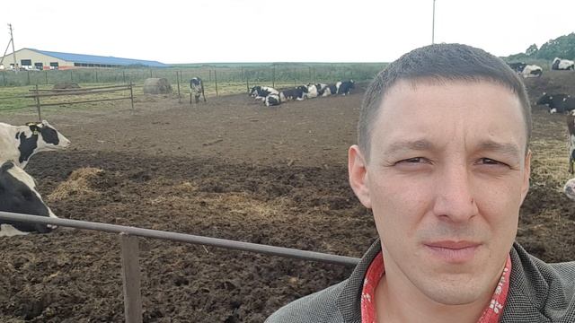 Племенные нетели голштинской породы 380 голов клиентам выбираем. We choose Holstein heifers 380 head смотреть онлайн