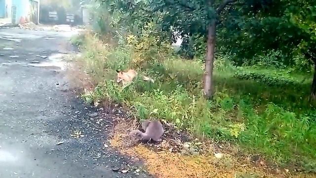 как кошка лису гоняла смотреть онлайн