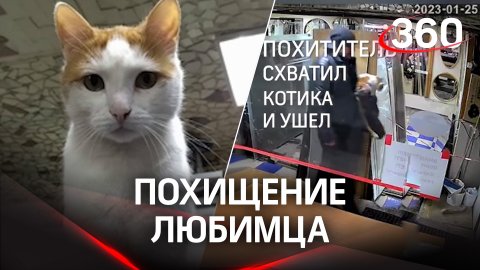 Мужчина украл любимого кота сотрудников магазина в Санкт-Петербурге