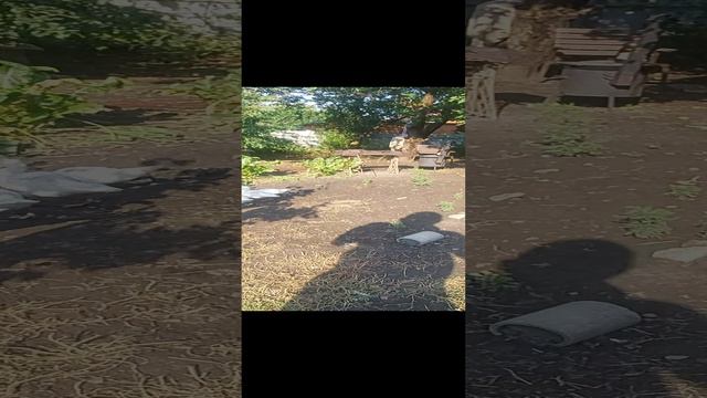 утята шипуны