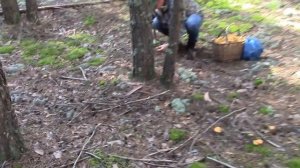 ЗАШЛИ В ЛЕС И ОФИГЕЛИ! Сбор грибов в Томской области. Полные корзины лисичек. Грибы 2021 Тихая охот