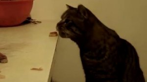 кот ворует со стола еду