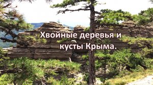 🌲 Хвойные деревья и кусты Крыма. Названия деревьев, чем схожи и чем отличаются.