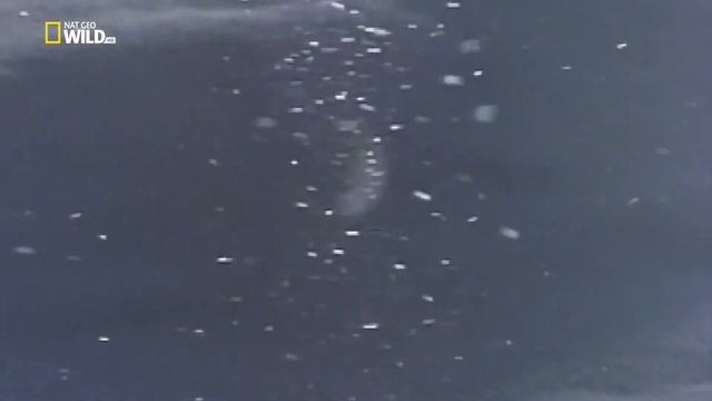 Лягушка превращается в ледышку смотреть онлайн