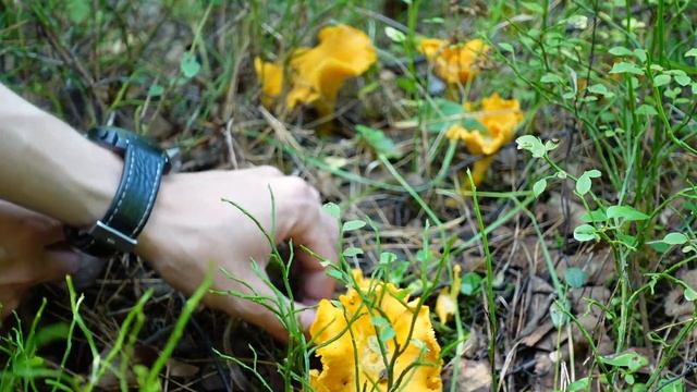 Сколько можно заработать собирая грибы смотреть онлайн