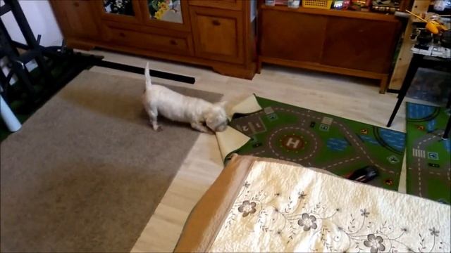 Смешная собака Пуля смотреть онлайн