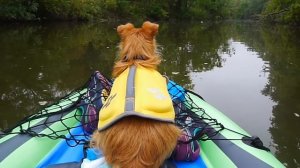 Penny's First Kayak Adventure Onboard an Intex Challenger K1 Inflatable Kayak