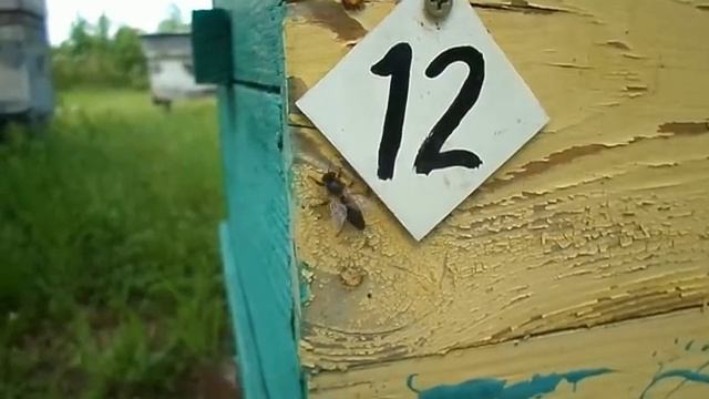 ВЫШЕЛ РОЙ! Ловим и садим в улей. смотреть онлайн