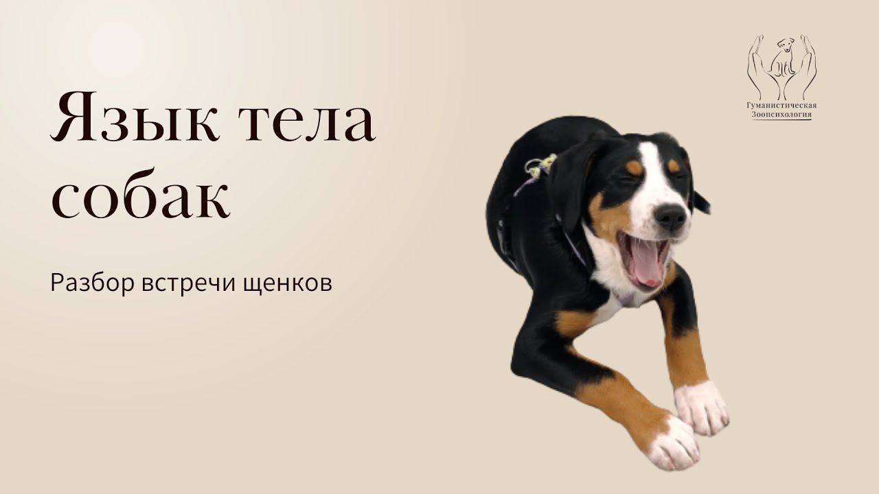 Язык тела собак, сигналы примирения смотреть онлайн