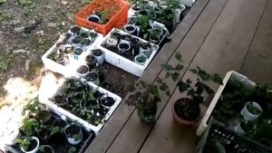 Размножение декоративных кустарников зелёными черенками в воде ?