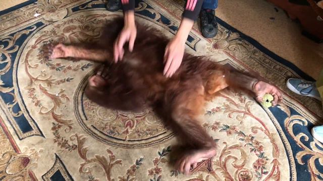 Акробатка Дана. Тайган смотреть онлайн