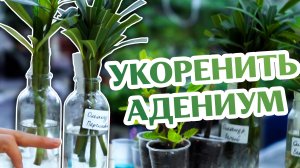 Как Укоренить Черенки Адениума и Олеандра