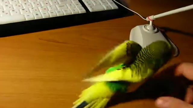 Выгул попугая смотреть онлайн