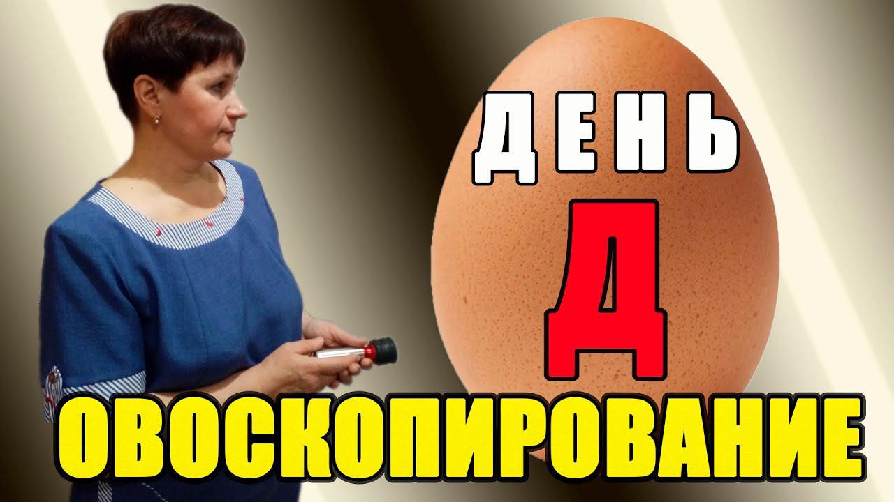 Овоскопирование. День Девятый.