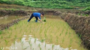grow rice, feed pigs, go to the market to buy things Ly Thi Linh.