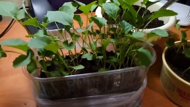 Что дeлать с рассадой капусты Брокколи до высадки в грунт. смотреть онлайн