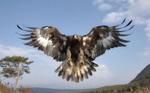 БЕРКУТАМ ДОНБАССА