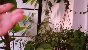 Мой балкон. Моя новая причёска. Инжир, мюленбекия, хурма, клещевина. Бандиты улитководтва. Дети Ало