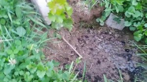 Полив и удобрение 2-х летних кустов винограда.
