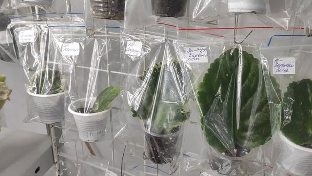 Как растут мои новинки 18.06.2023г. смотреть онлайн