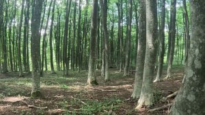 Ищем грибы в Крыму на Долгоруковской яйле! Искали ГРИБЫ-нашли ЗЕМЛЯНИКУ. Экстремальная горная дорог