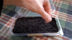 Посадка колеуса