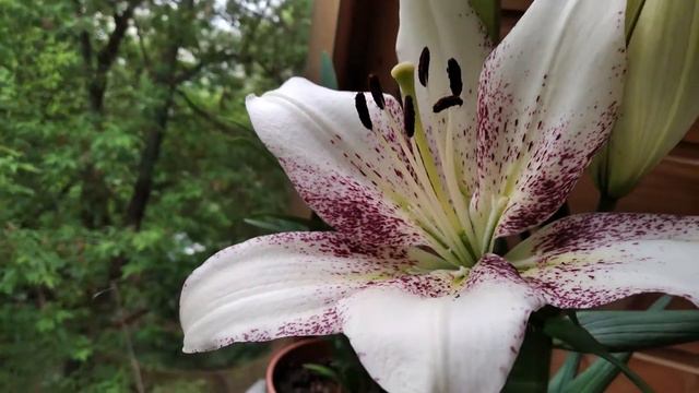лилия расцвела на балконе. 07.06.2021 смотреть онлайн