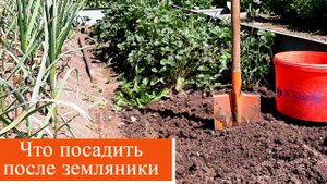 Выкопала землянику. Что дальше...