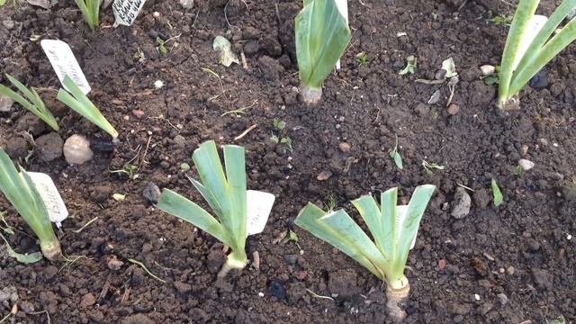 Уход за растениями после цветения: пионы, ирисы и др. смотреть онлайн