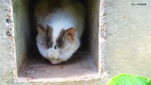 Cat with very beautiful blue eyes