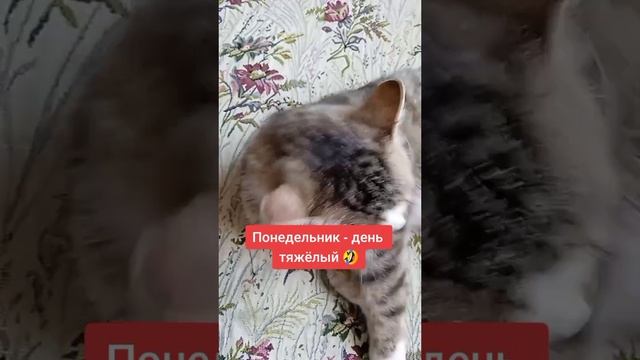 Уработался?
⠀
#мурмяу #AlinaKlyukva #кареглазаяблондинка #понедельникденьтяжелый #люблюкошек #кот