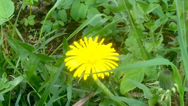 🌺1071🌺 День 27 апреля🌿продолжение прогулки 🌺 смотреть онлайн