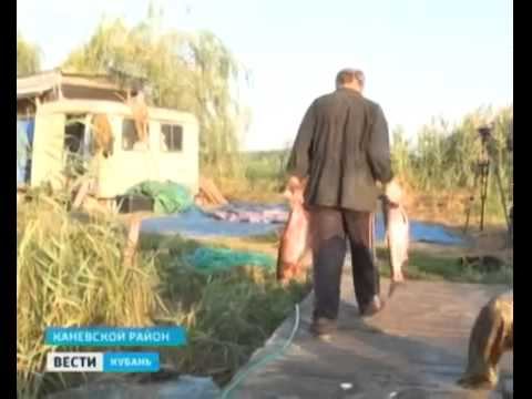 Рыбопромышленные предприятия Кубани будут наращивать обороты