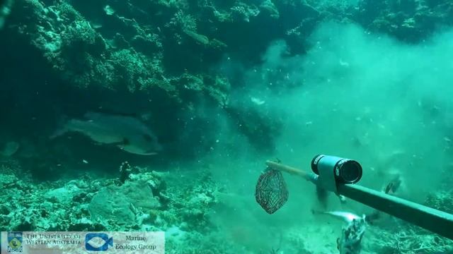 Red Bass (Lutjanus bohar) feeding on a bait bag смотреть онлайн
