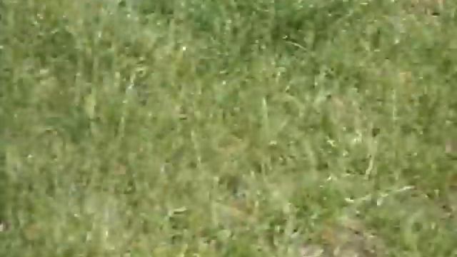 SDC12416 смотреть онлайн